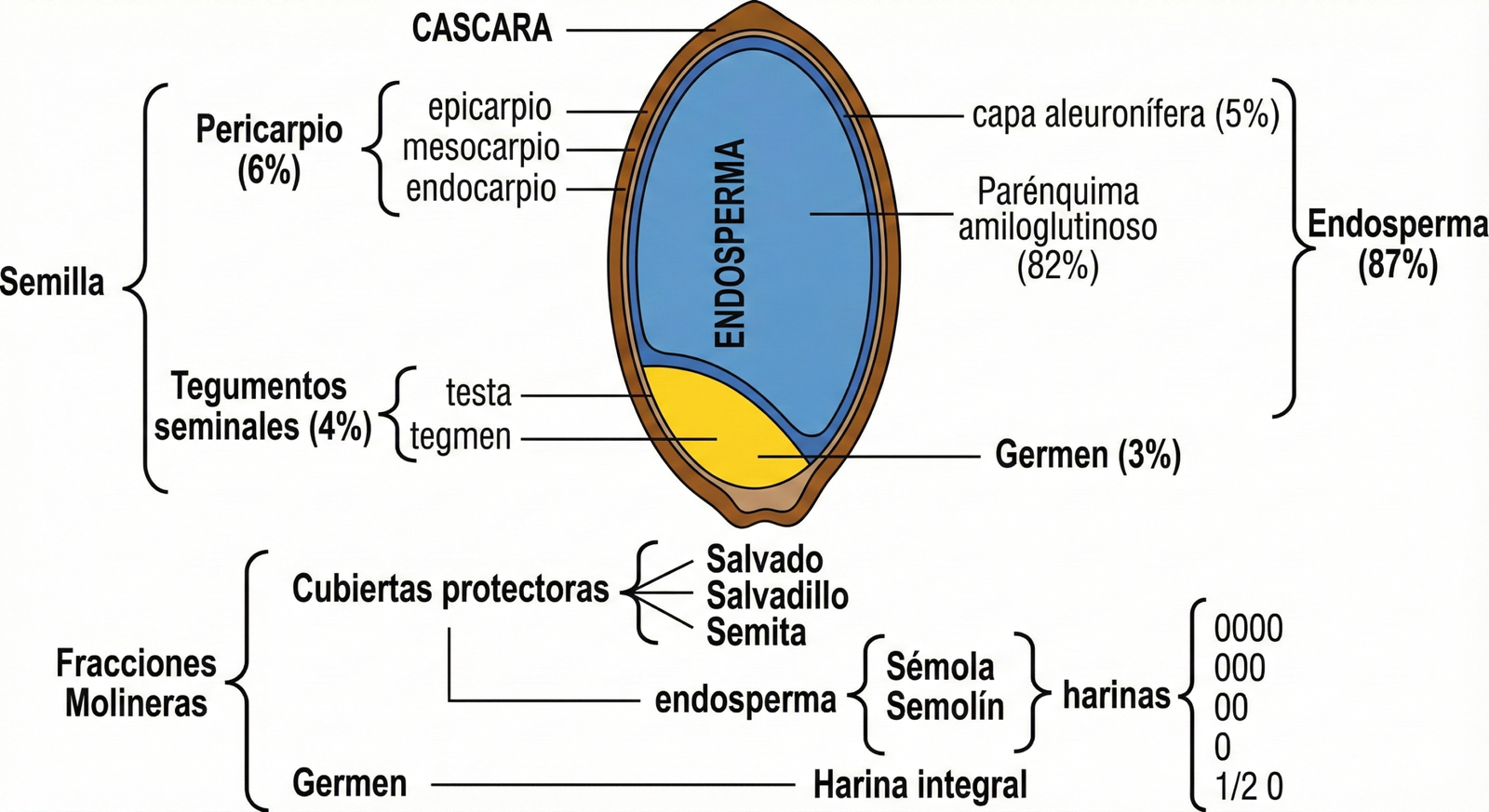 Génesis del Material: Anatomía del Grano y Procesos de Extracción